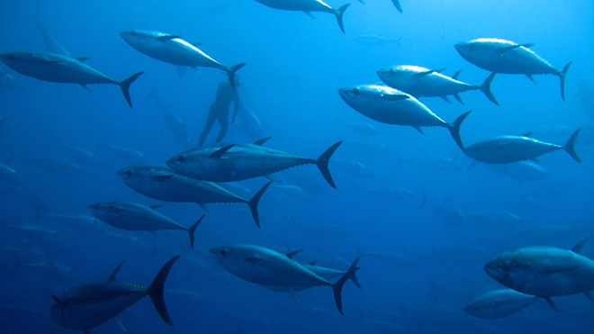 tuna swimming in ocean lead
